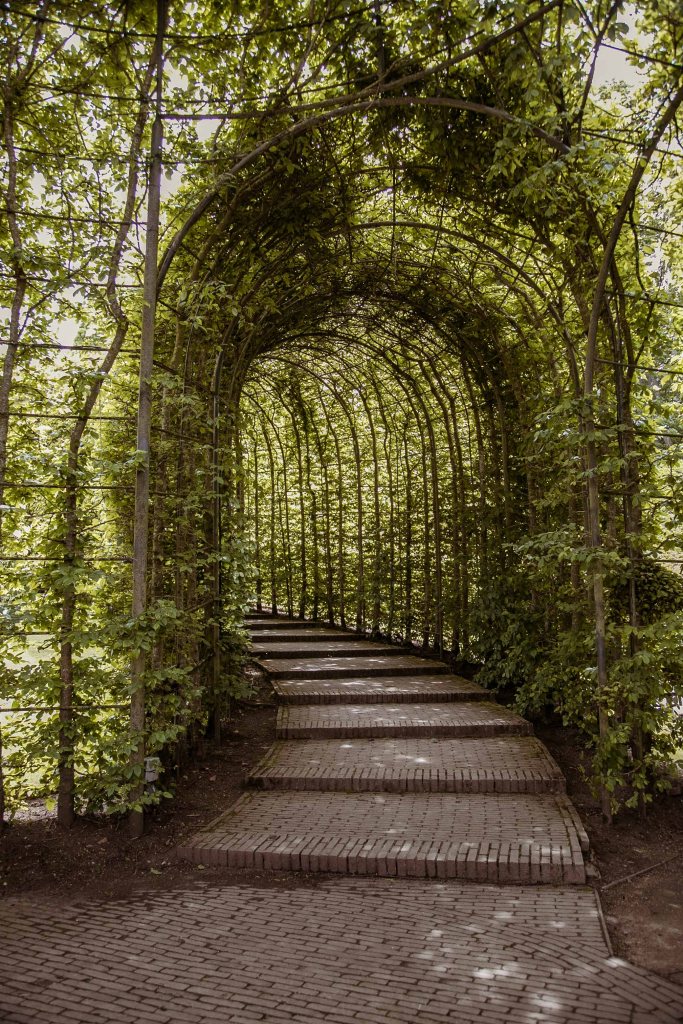 tunnel of hornbeam leading up to the top of the alnwick gardens.